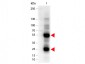 Anti-Sheep IgG (H&L)  Secondary Antibody